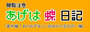 ツマグロヒョウモンも育ててみました！※閲覧注意（虫）